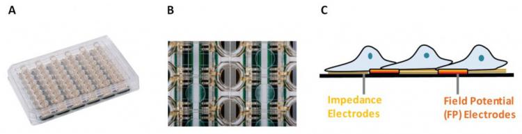 //www.aceabio.com.cn/sites/default/files/uploads/images/products/rtca/rtca_cardioecr_tech_1.jpg