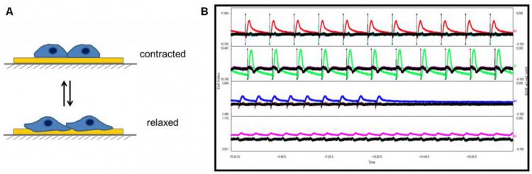 //www.aceabio.com.cn/sites/default/files/uploads/images/products/rtca/rtca_cardioecr_tech_2.jpg